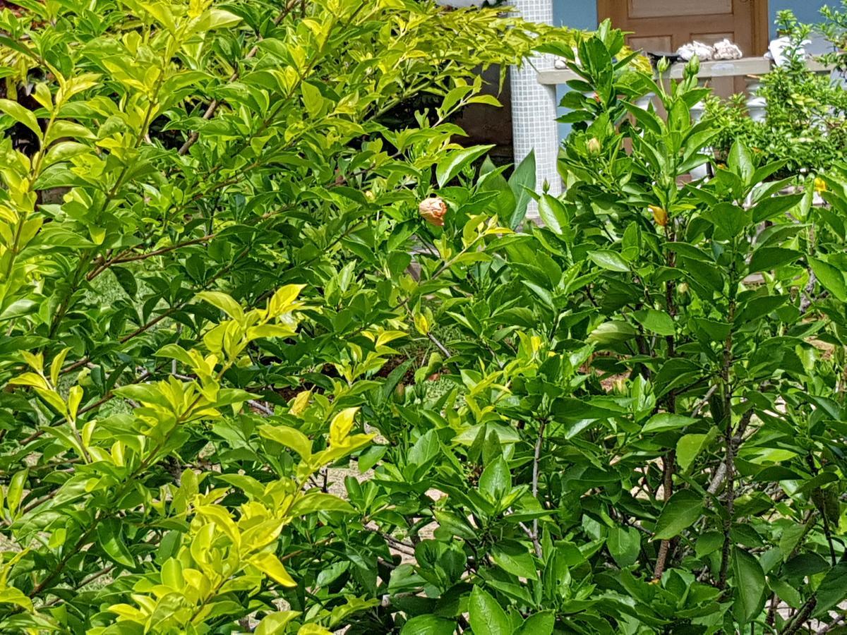 לה דיג Island Bungalow מראה חיצוני תמונה